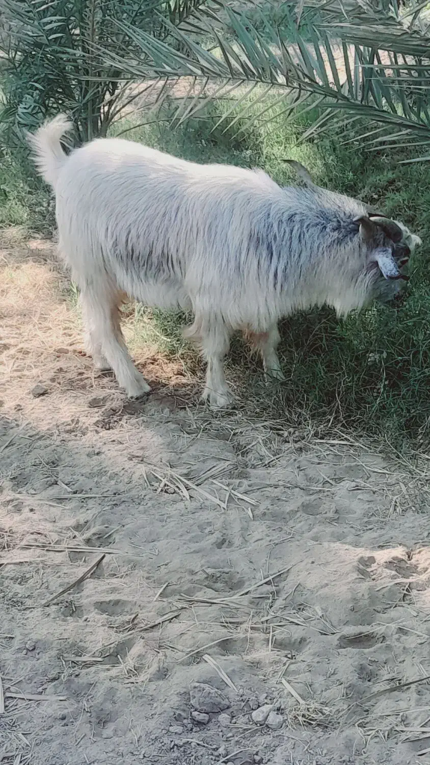 نری سنگین وزن|حیوانات مزرعه|فاریاب, |دیوار