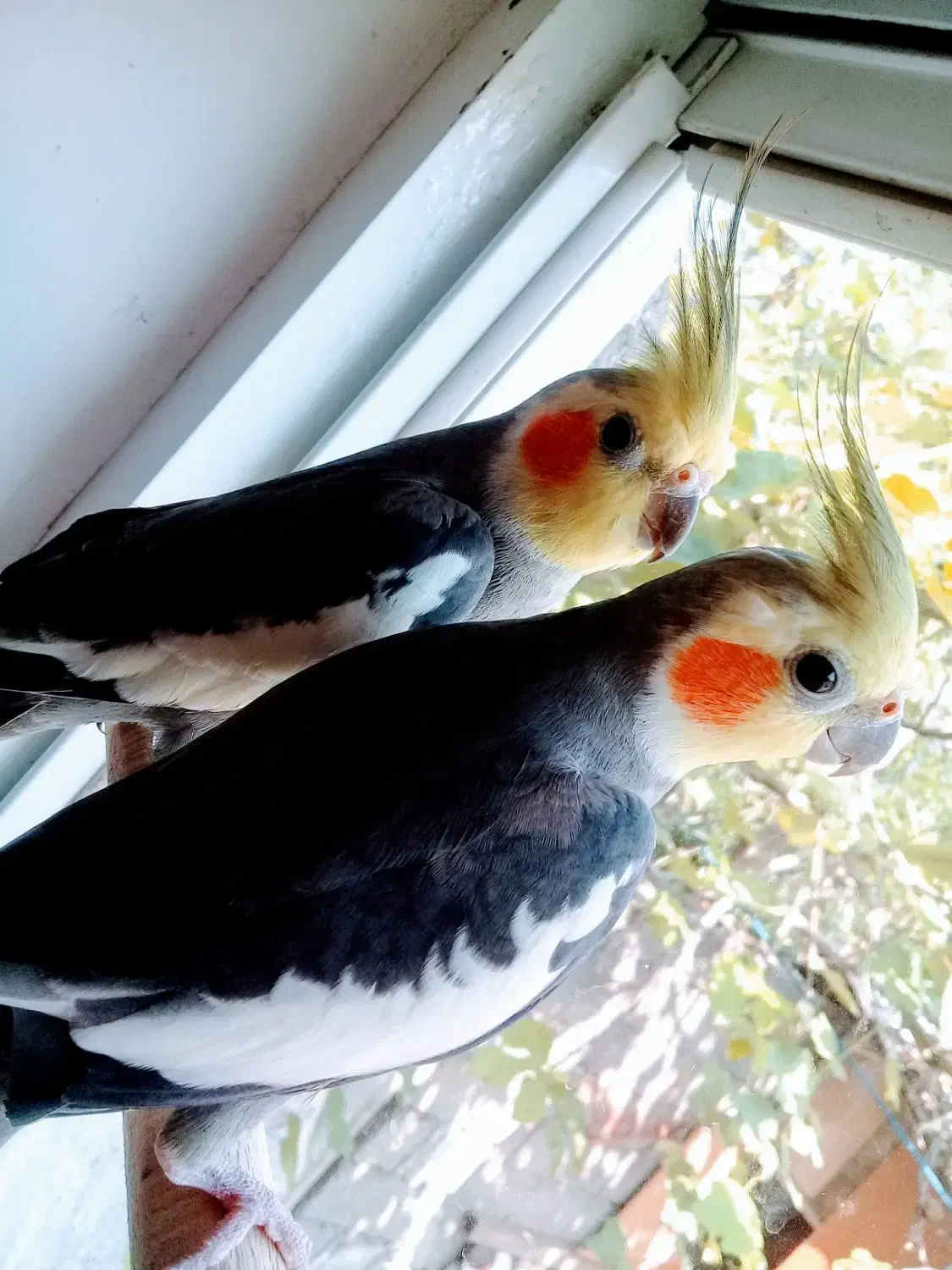 طوطی عروس|پرنده|رشت, لاکان|دیوار