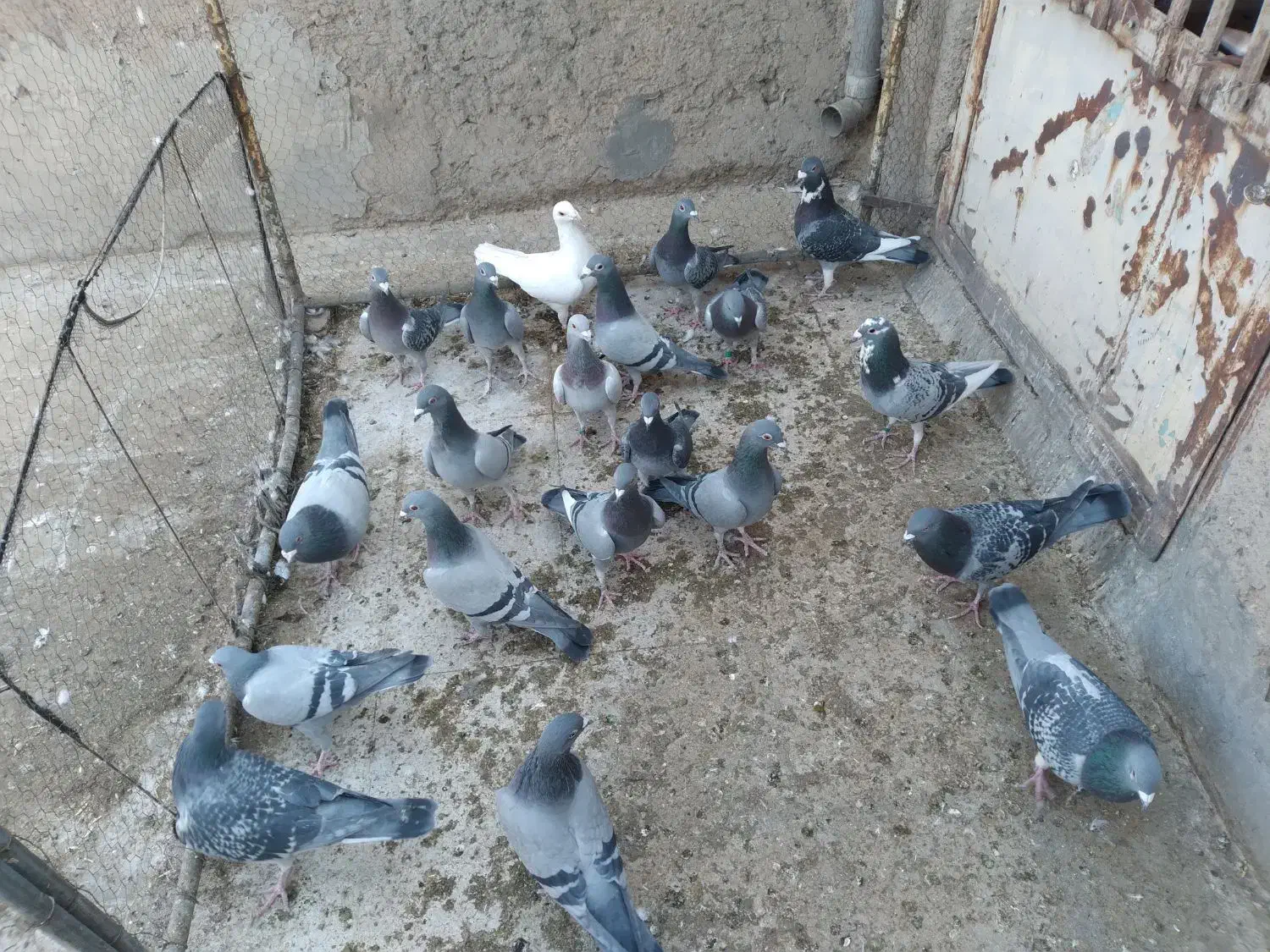 کفتر پلاکی ۱۰ جفت خیلی عالی|پرنده|قم, انسجام|دیوار