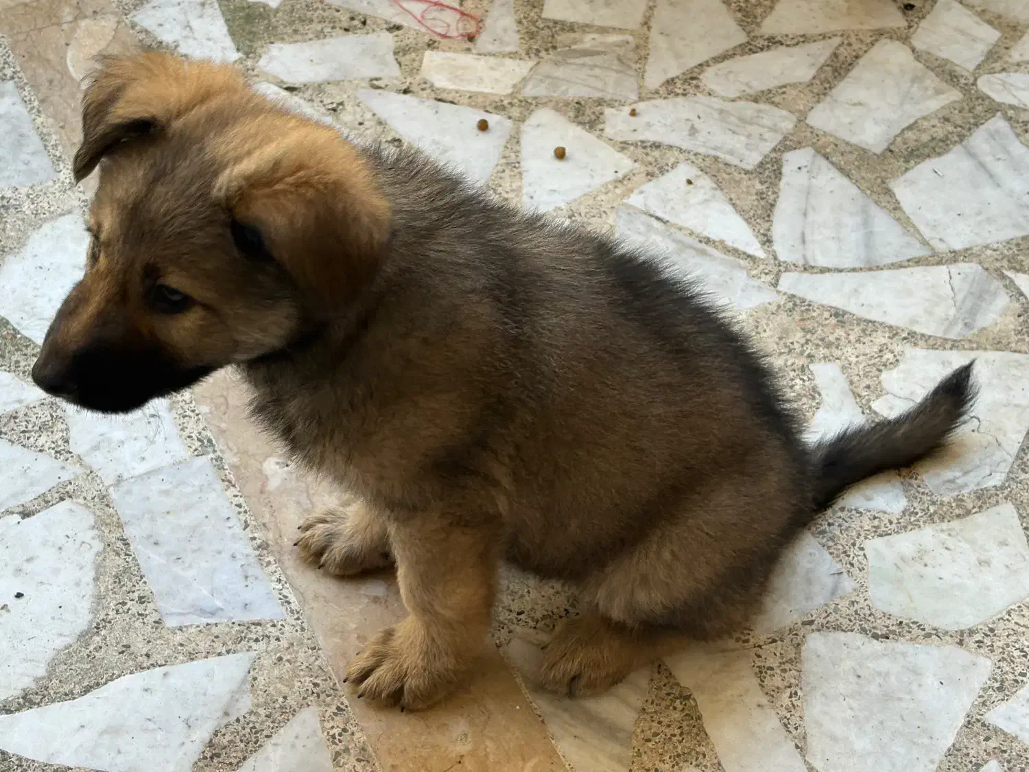 سگ ژرمن|سگ|رشت, بیجارپس|دیوار