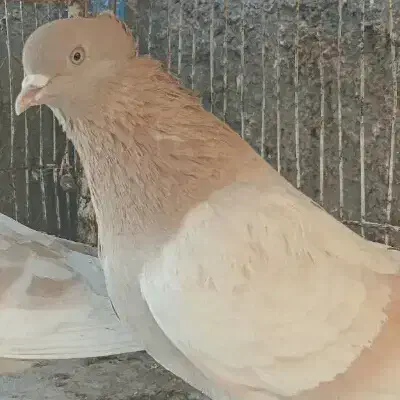 کفتر کبوتر|پرنده|تهران, هرندی|دیوار