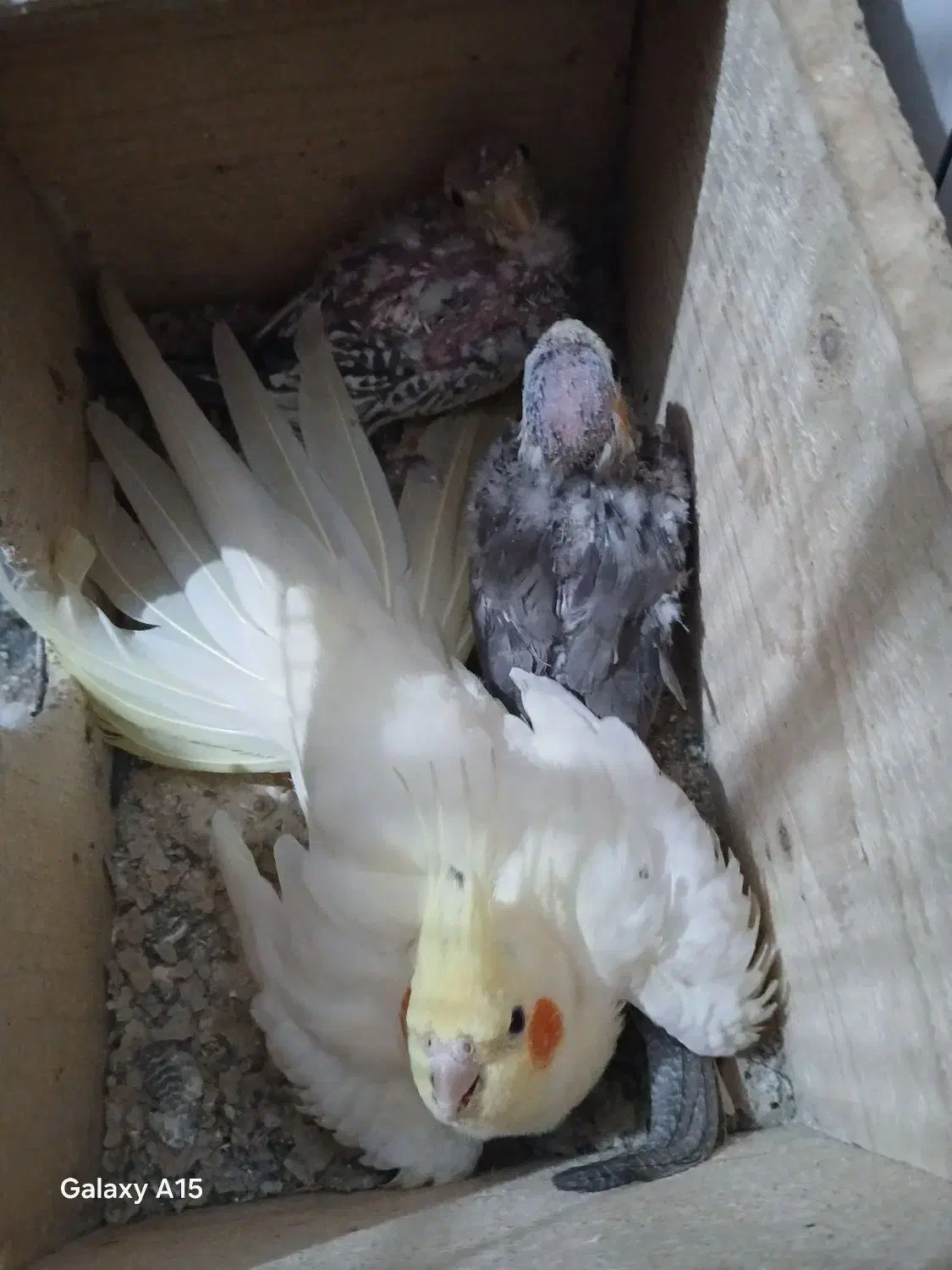 جوجه عروس هلنی|پرنده|سلمان‌شهر, |دیوار