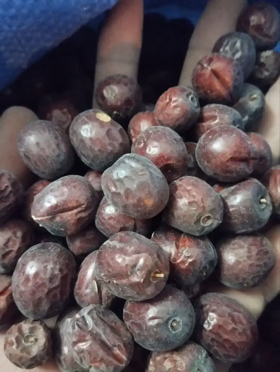 عناب حبه عناب|حراج|رومشکان, |دیوار