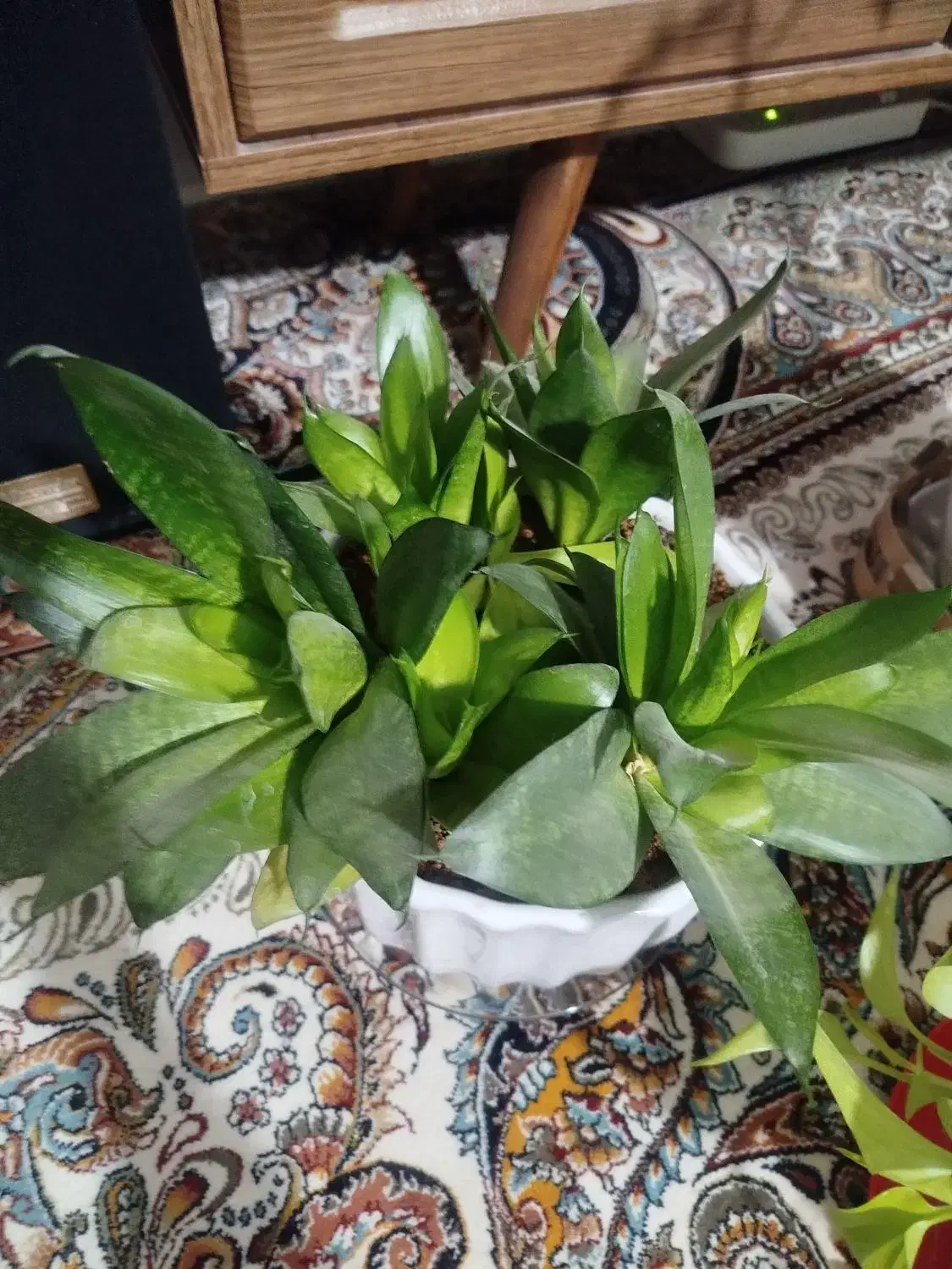 گل طبیعی|گل و گیاه طبیعی|نیشابور, ده حلاج|دیوار