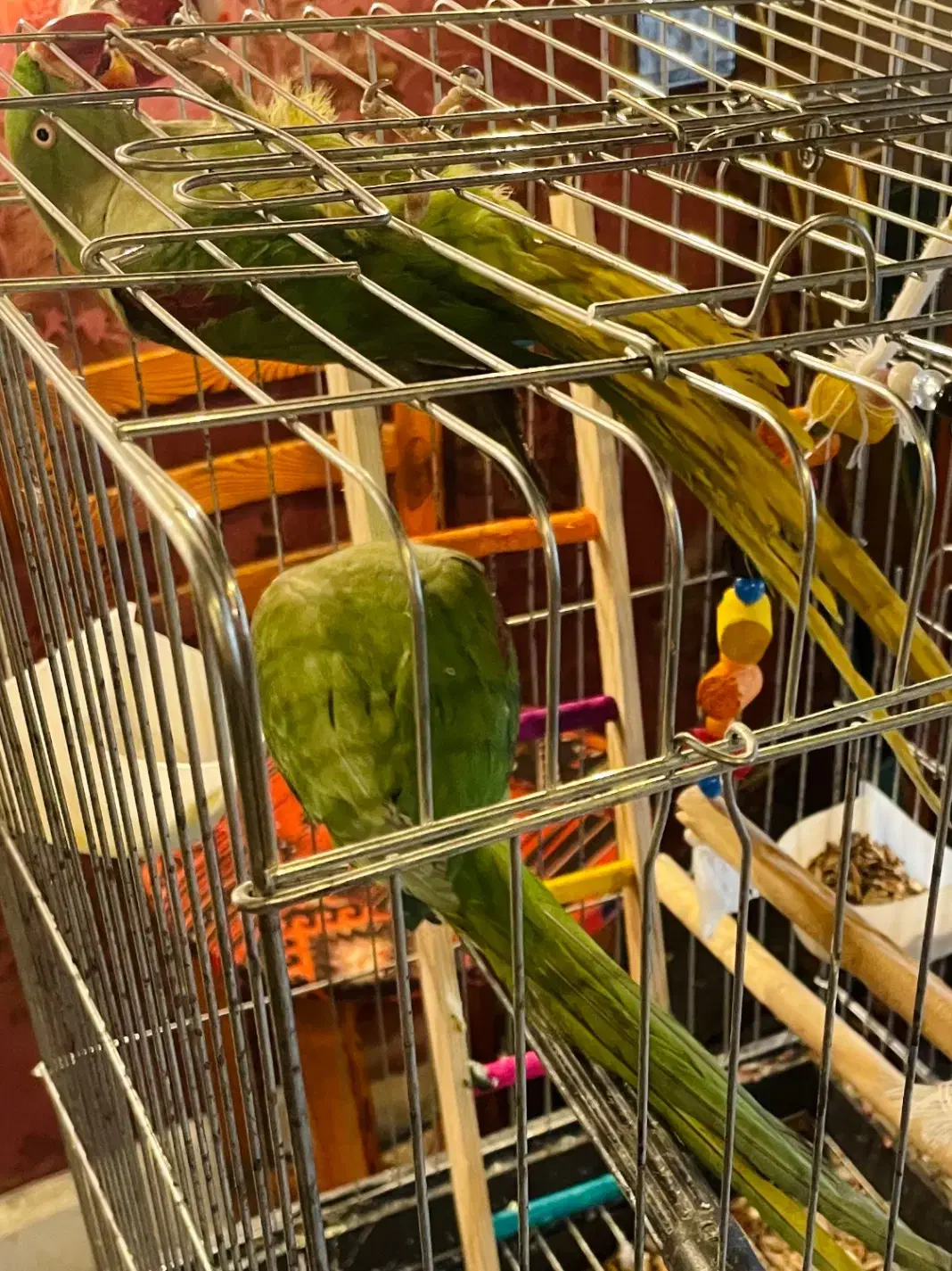 جفت شاه طوطی ملنگو مولد سالم سالم|پرنده|تهران, تهرانپارس شرقی|دیوار