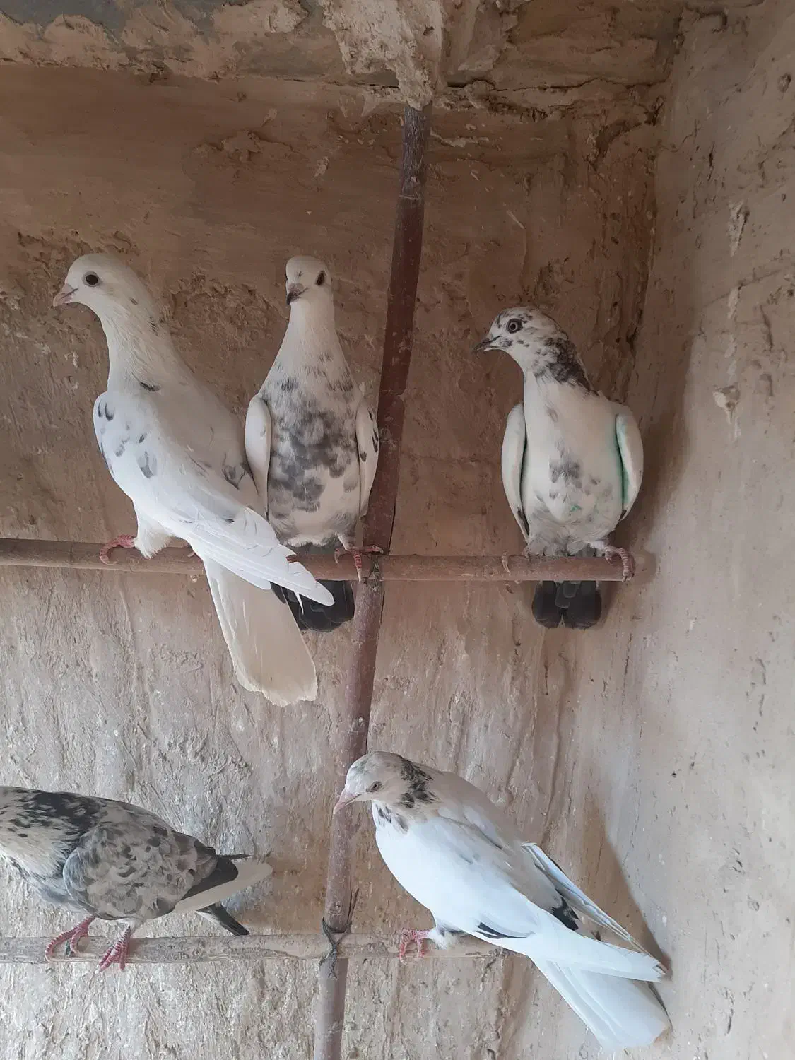 کبوترگرفتنی|پرنده|قم, کیوانفر|دیوار