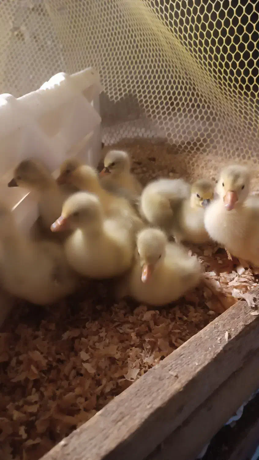 ۱۱عددجوجه غاز۳روزه|حیوانات مزرعه|اسالم, |دیوار