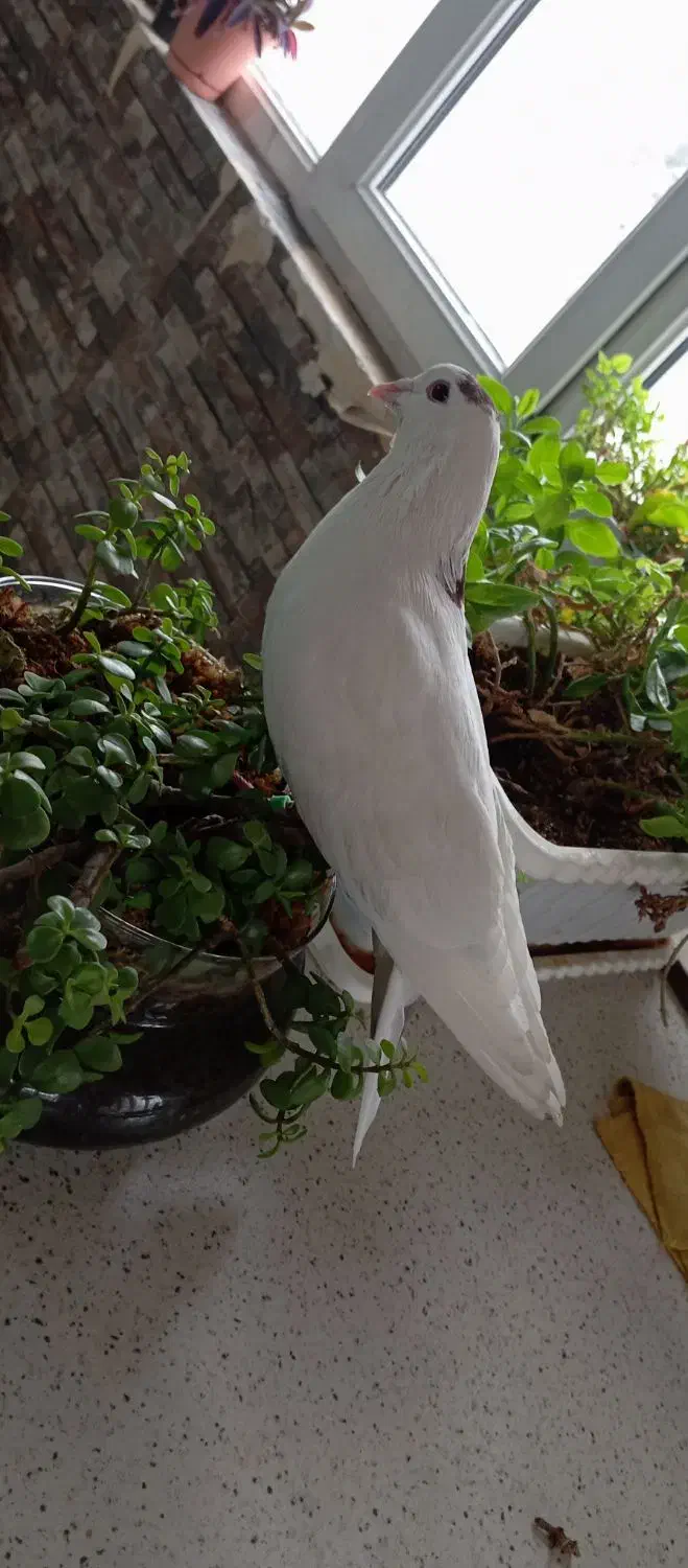 کفتر کبوتر|پرنده|بومهن, |دیوار