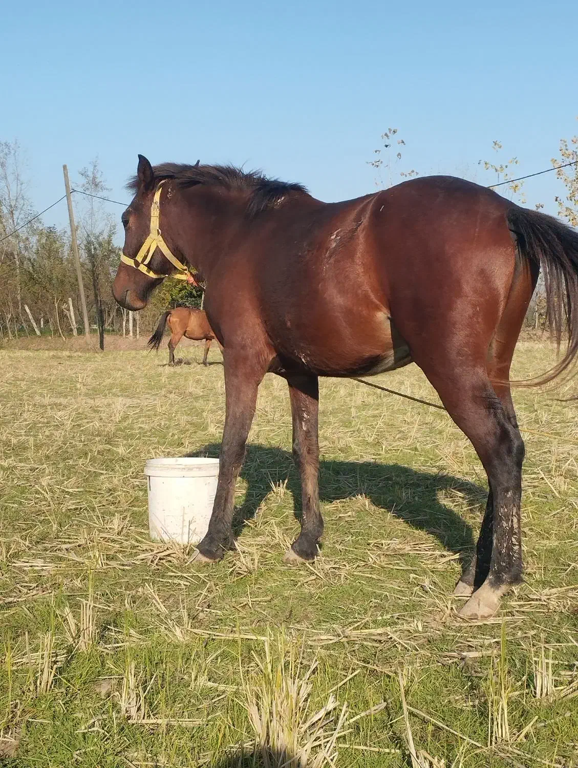 فروش اسب|اسب و تجهیزات اسب‌سواری|سنگر, |دیوار