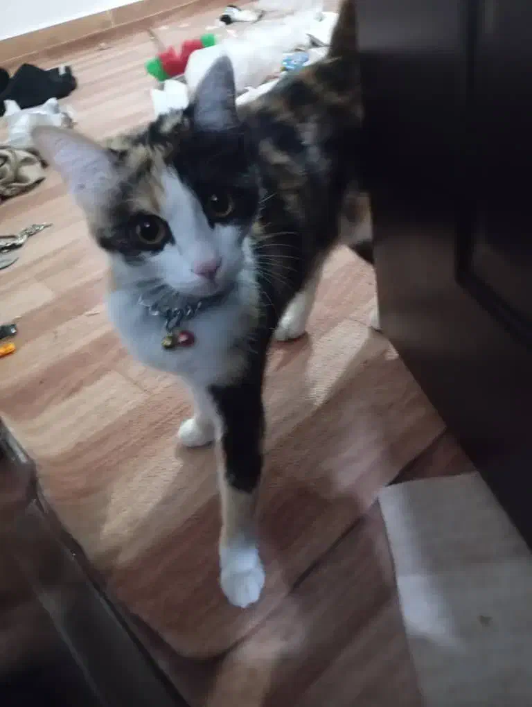 گربه|گربه|ارومیه, |دیوار