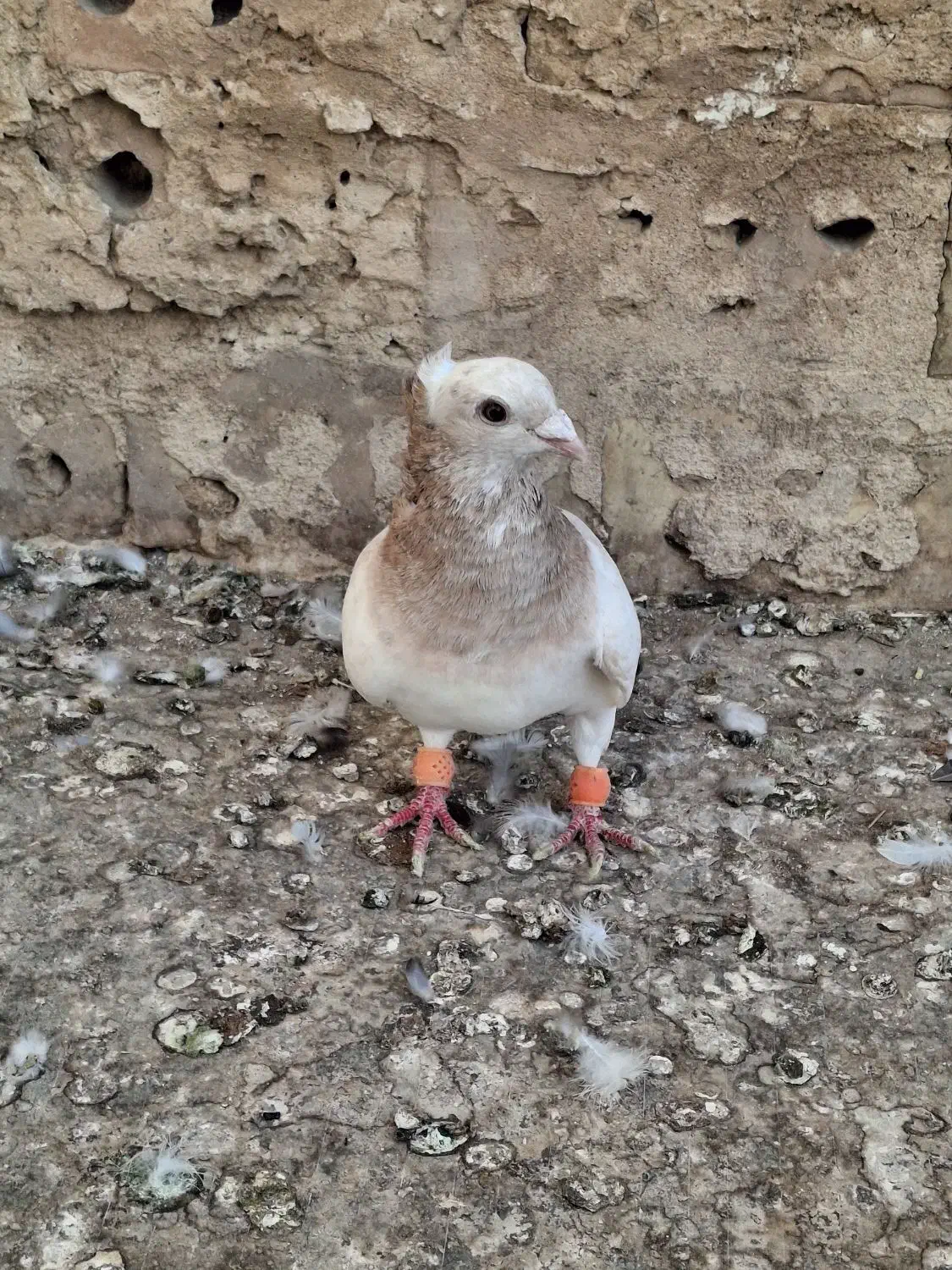 کبوتر|پرنده|نیشابور, شریعتی|دیوار