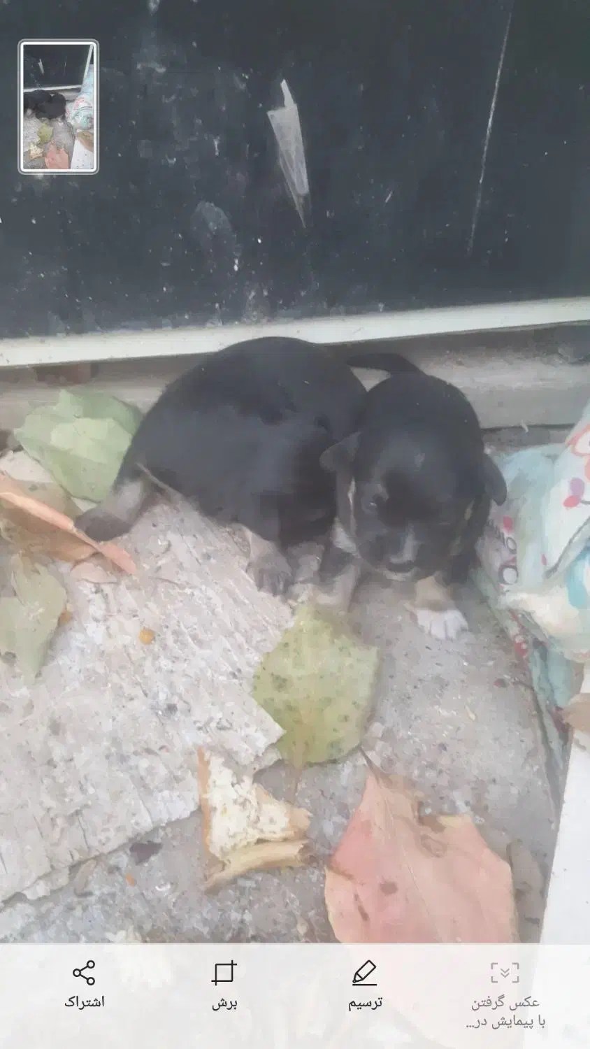 سگ مینیاتوری با۵تاتولش|سگ|خرم‌آباد, |دیوار