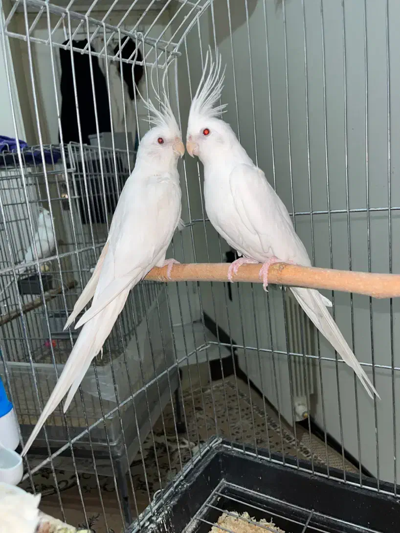 عروس هلندی البینو و دوکت مولد|پرنده|تهران, تهرانسر شمالی|دیوار