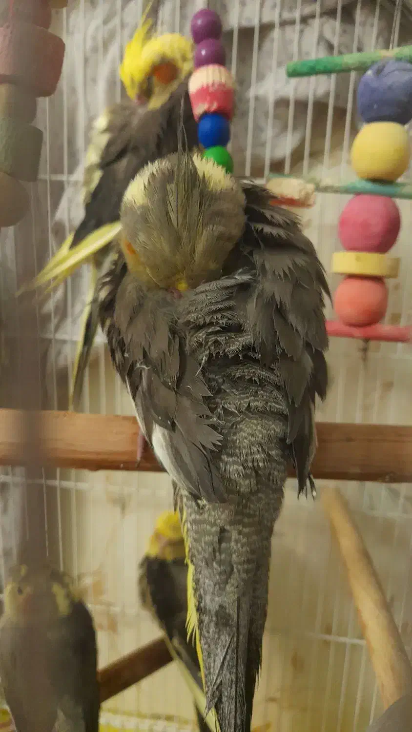 عروس هلندی|پرنده|قدس, شهرقدس|دیوار