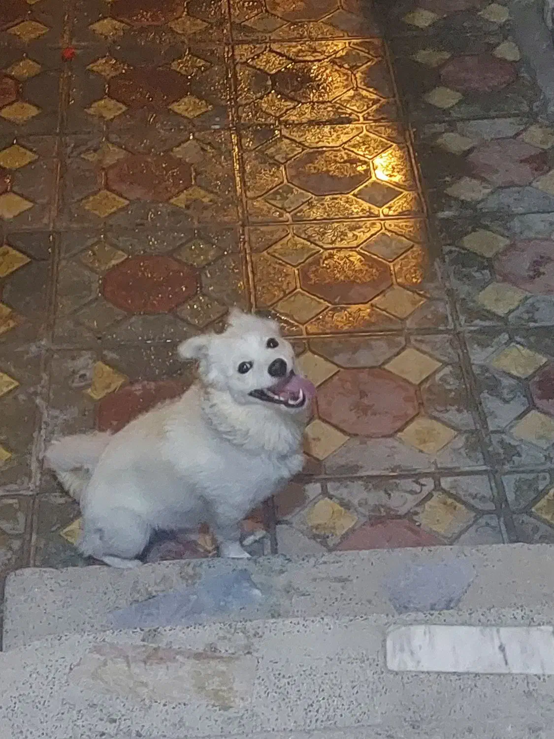 سگ خانگی اصل  آموزش دیده باهوش|سگ|میاندوآب, |دیوار