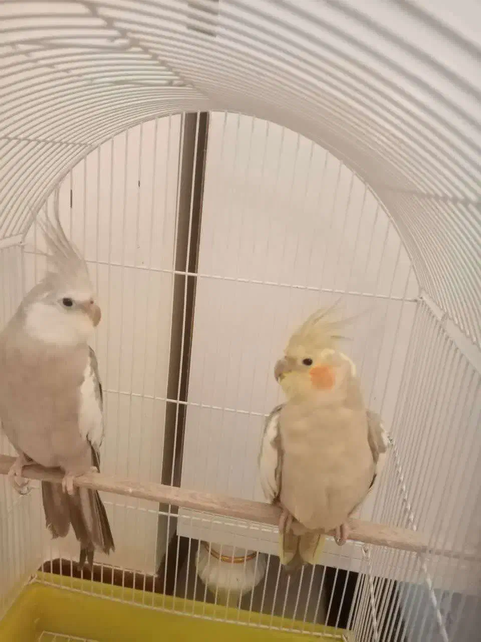 5 تا عروس هلندی بسیار زیبا|پرنده|کاشان, شهرک خاتم الانبیا (مسکن ملی کاشان)|دیوار