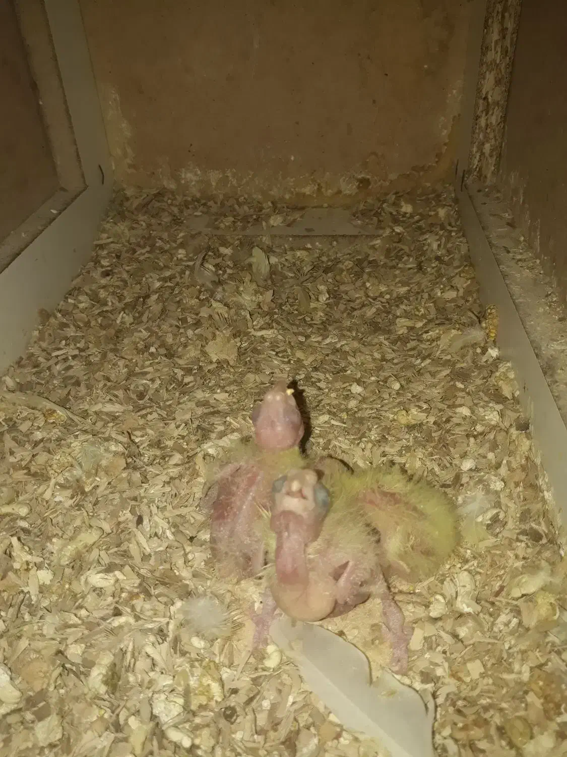 عروس هلندی باسه عددجوجه|پرنده|سبزوار, قصبه شرقی|دیوار