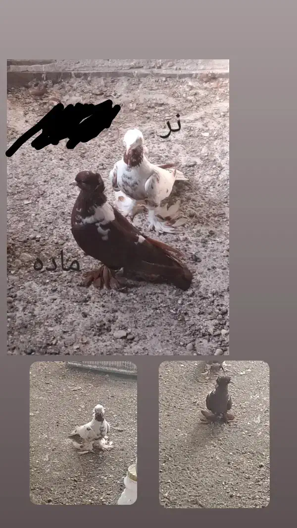 کبوتر ککیلی قرمزی|پرنده|اردبیل, |دیوار