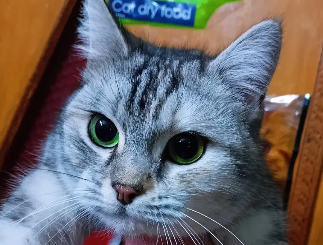 گربه برتیش سیلور انفولد|گربه|اردبیل, |دیوار