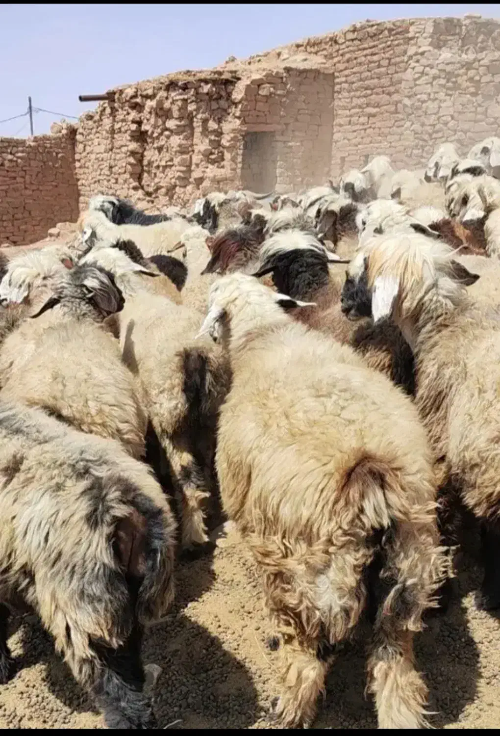 میش بز گوساله مدتی یا نیمسی خازم|حیوانات مزرعه|آبدانان, |دیوار