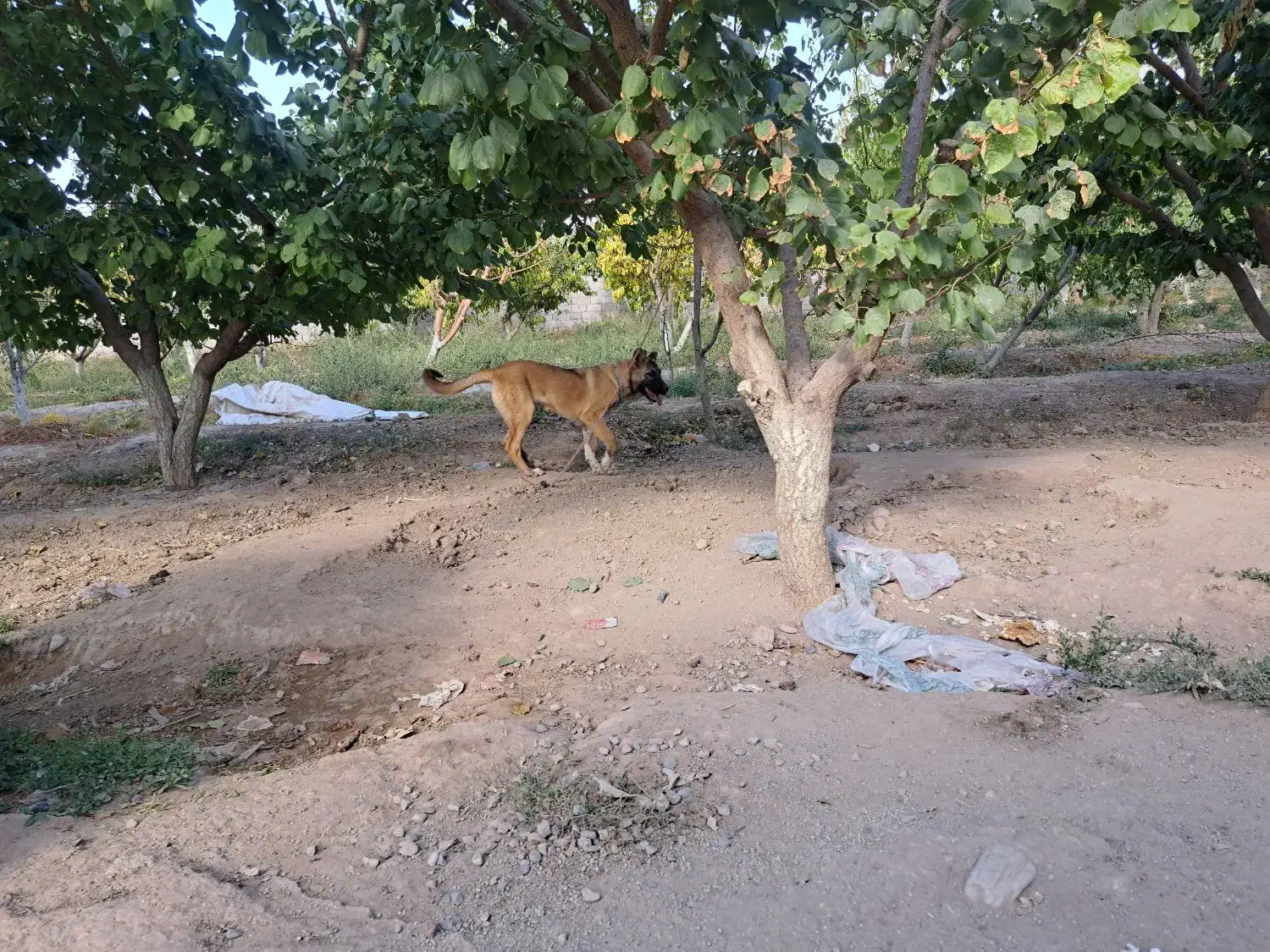 باغ ۱۰۰۰متری دهشاد شهریار خیابان باسکول|فروش زمین و ملک کلنگی|صباشهر, |دیوار