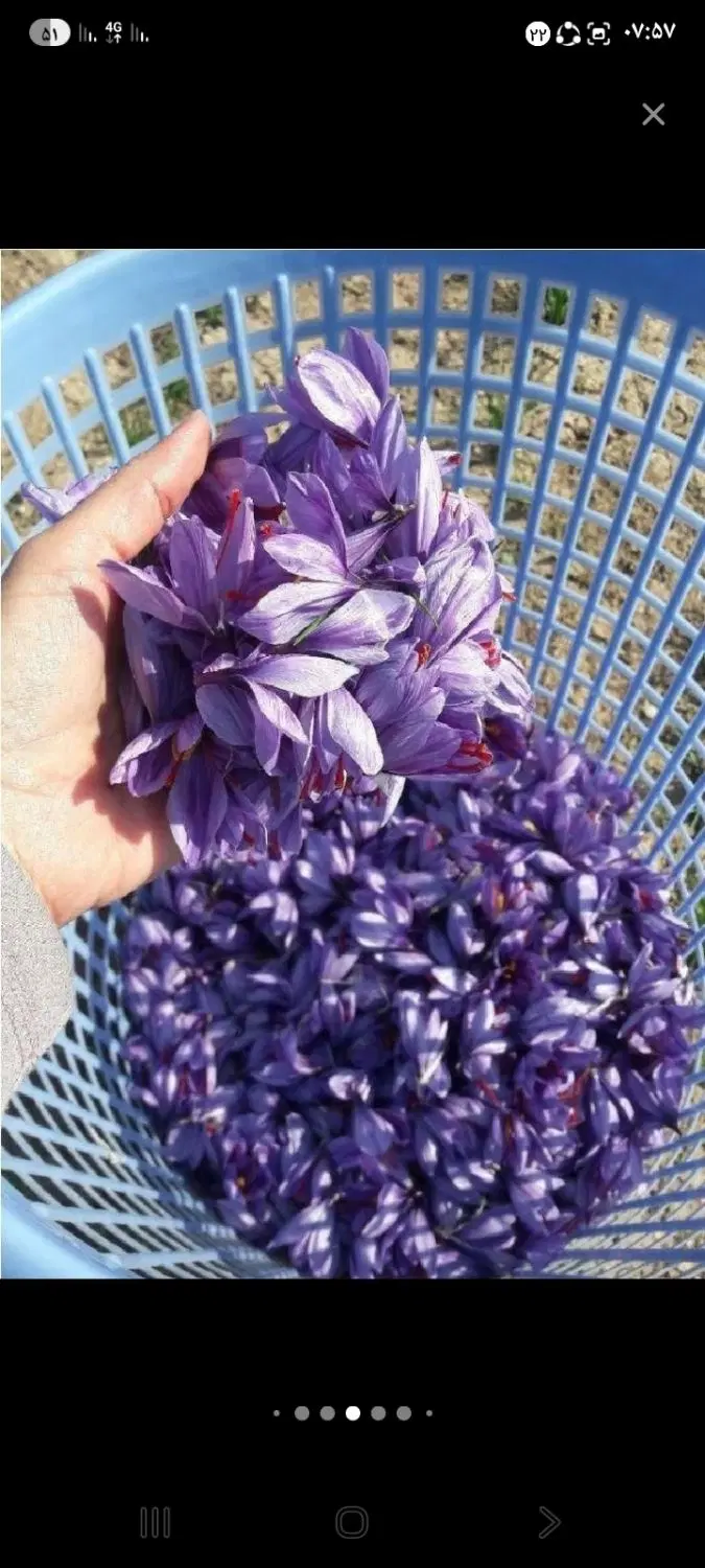 زعفران|خوردنی و آشامیدنی|ایوانکی, |دیوار
