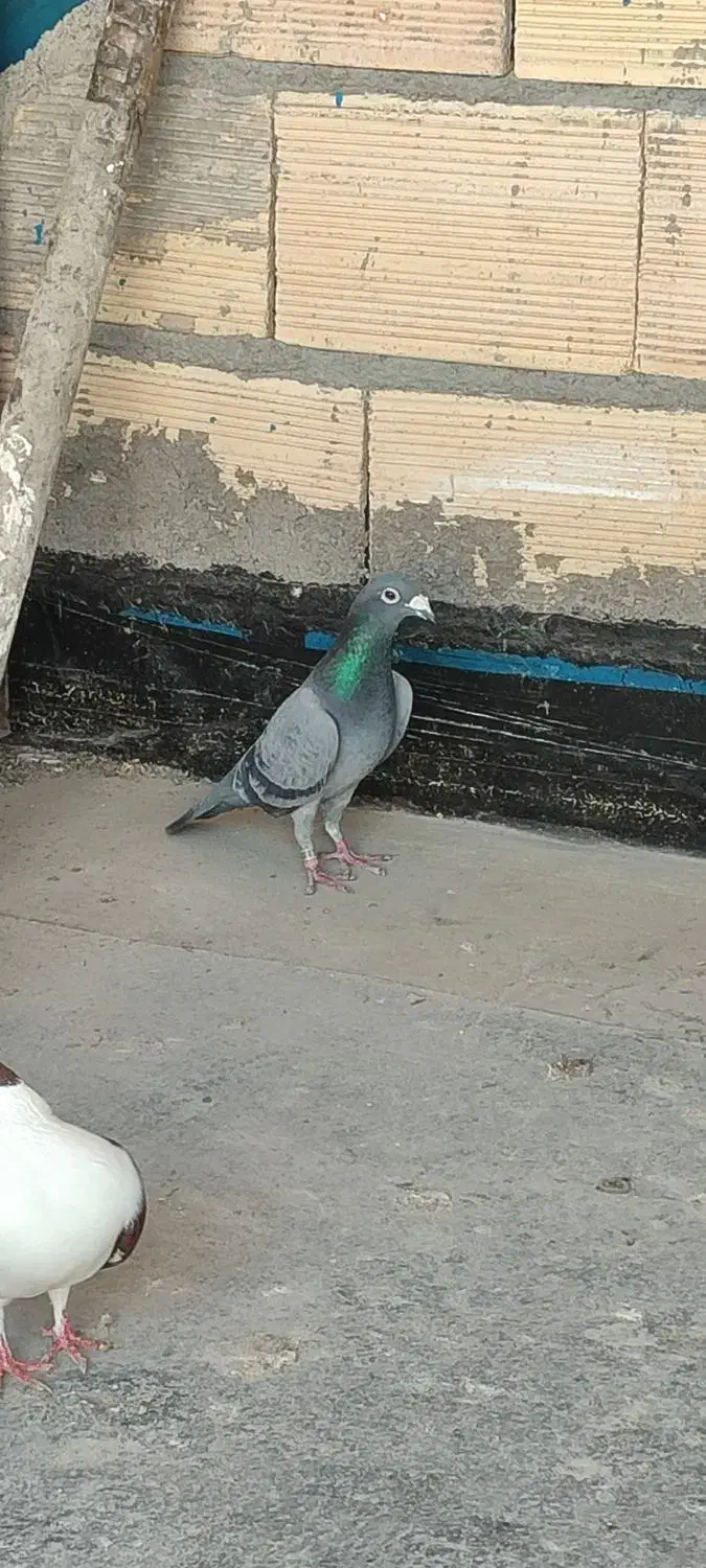 آلمانی|پرنده|مشهد, خرمشهر|دیوار