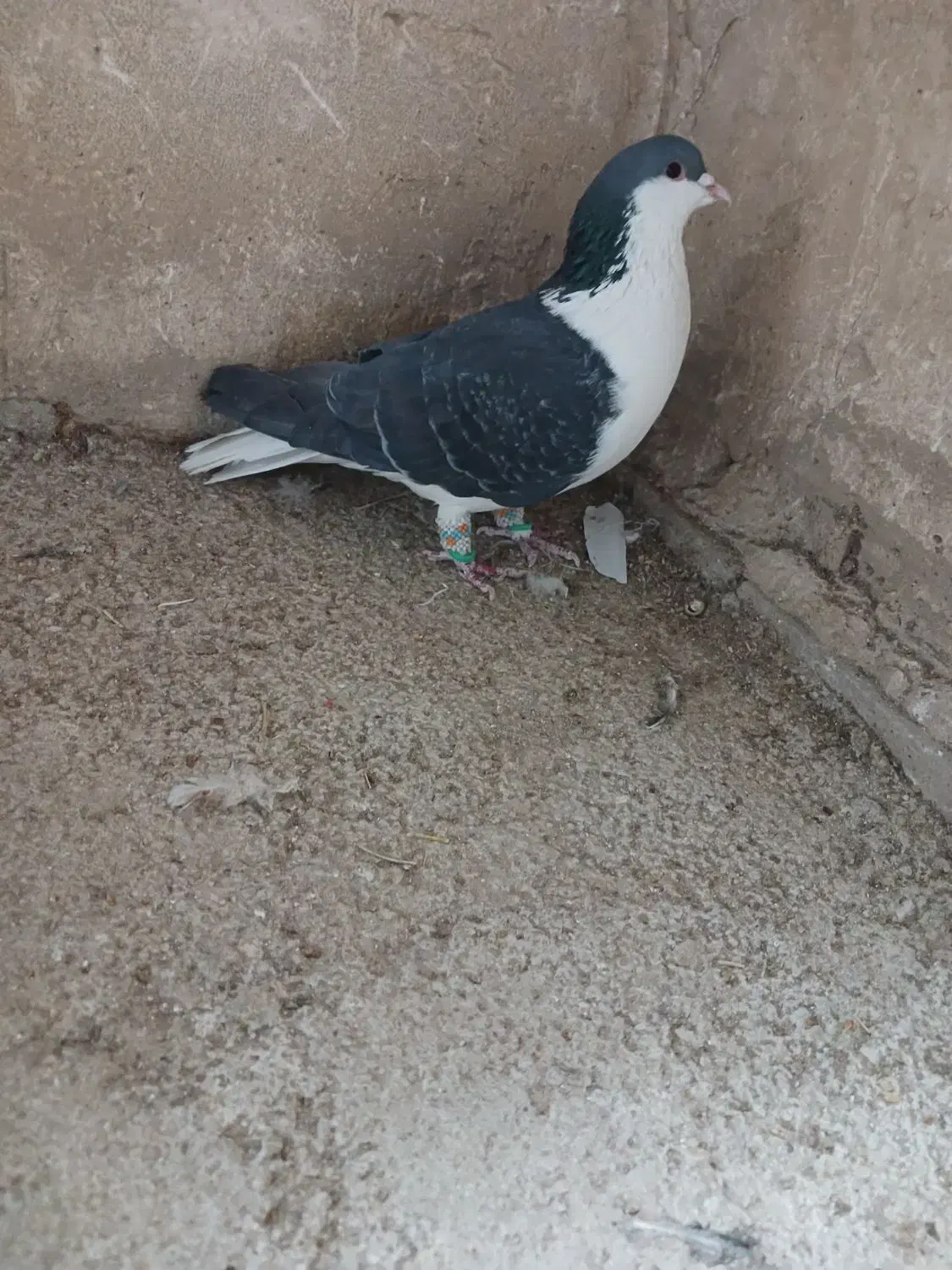 ساده نر پرشی|پرنده|بجنورد, |دیوار