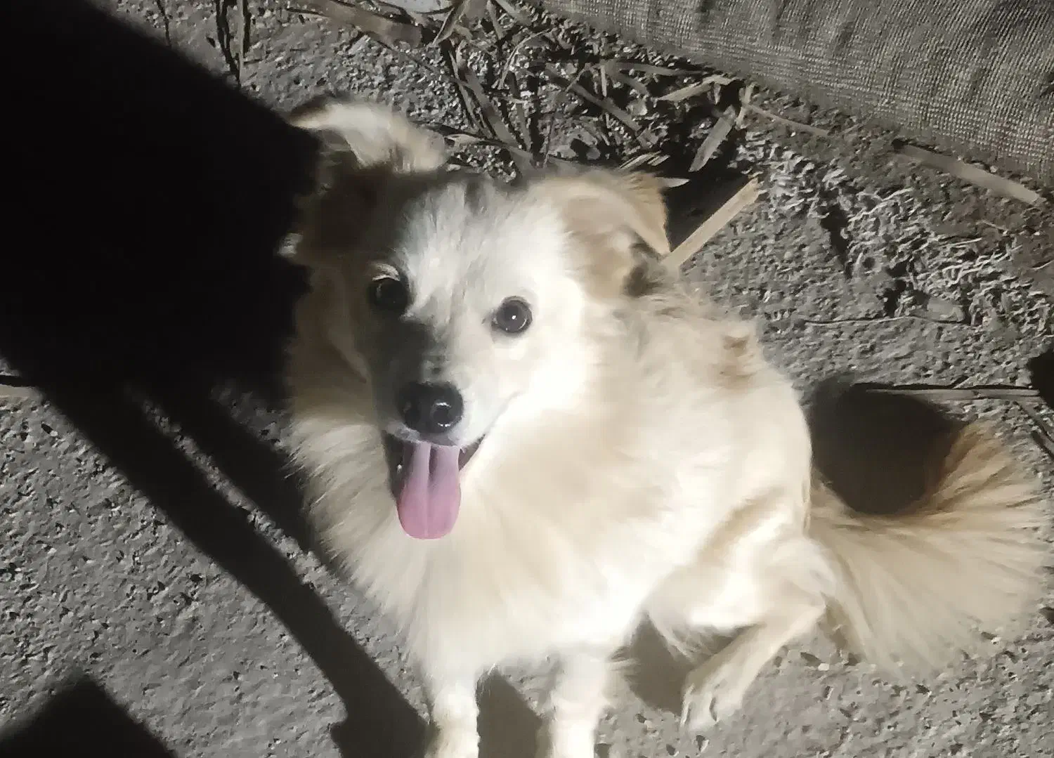 سگ پامرنر|سگ|بندرعباس, |دیوار