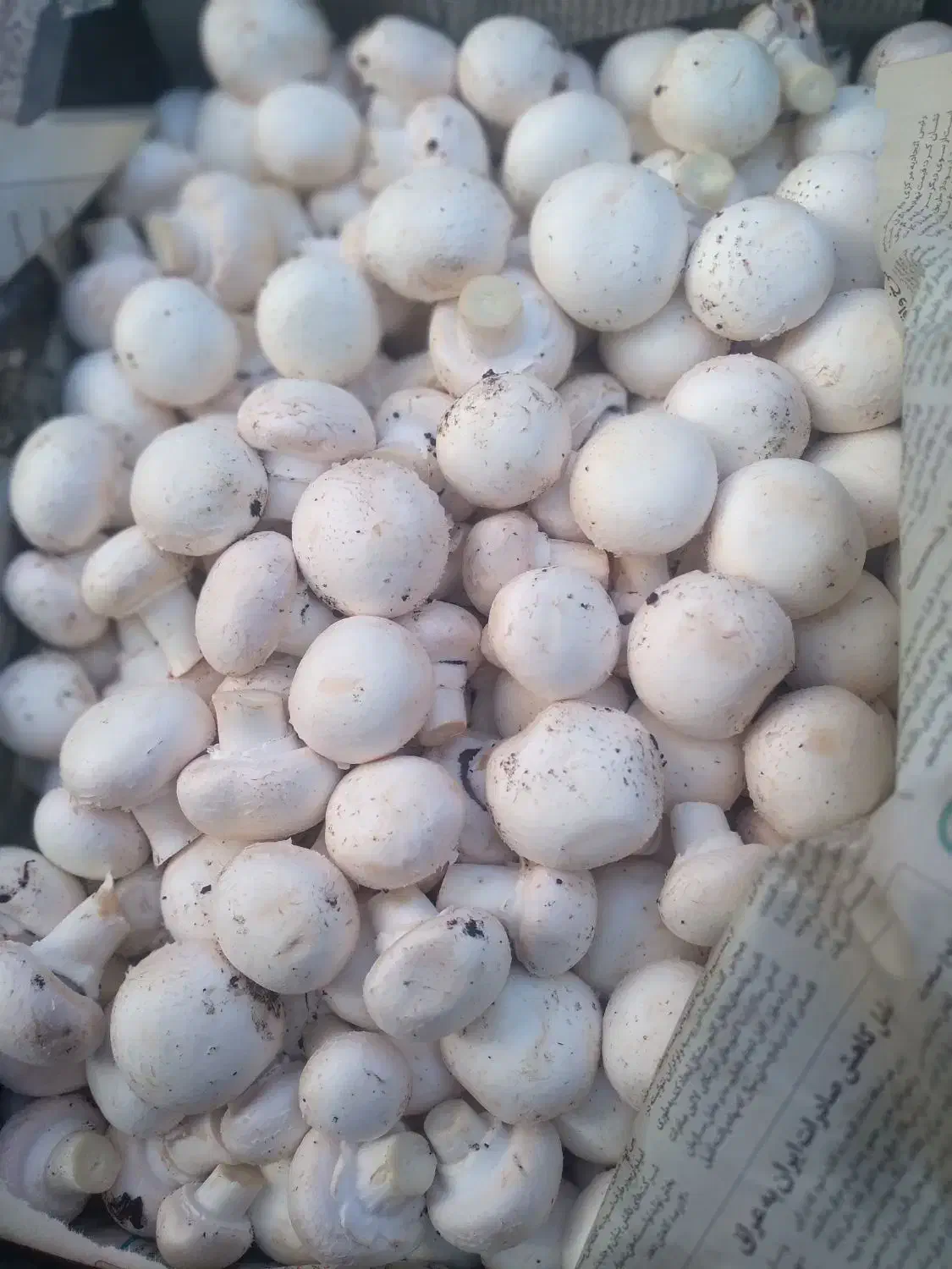 قارچ تازه و ارگانیک|خوردنی و آشامیدنی|مشگین شهر, |دیوار