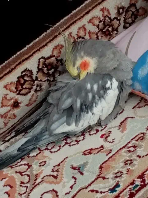 عروس هلندی گمشده|پرنده|دهگلان, |دیوار