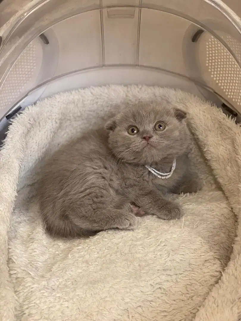 گربه یک دوست ملوس برای شما|گربه|شیراز, حومه شیراز|دیوار