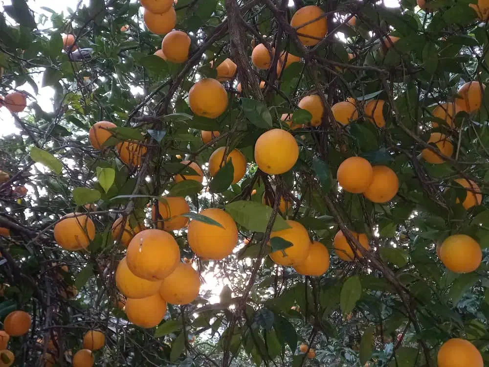 تامسون ابدار درشت درجه یک|خوردنی و آشامیدنی|نوشهر, |دیوار