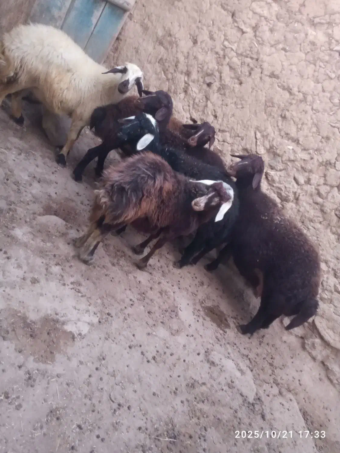 پنج راس بره ماده خوش  با سه راس قوچ جوان|حیوانات مزرعه|تکاب, |دیوار