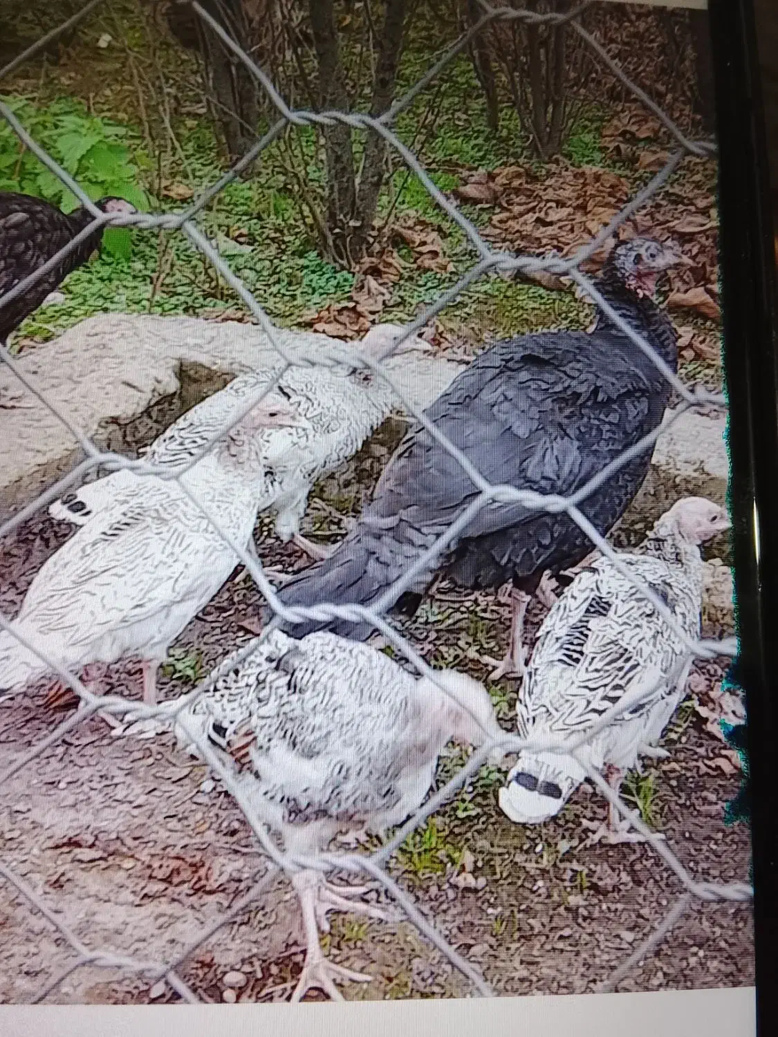 اردک و بوقلمون و بچه بقلمون|حیوانات مزرعه|تالش, طولارود|دیوار