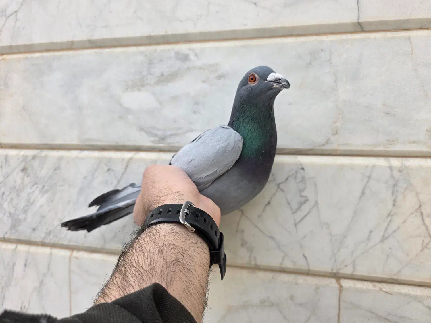 پلاکی|پرنده|نجف‌آباد, حومه نجف آباد|دیوار