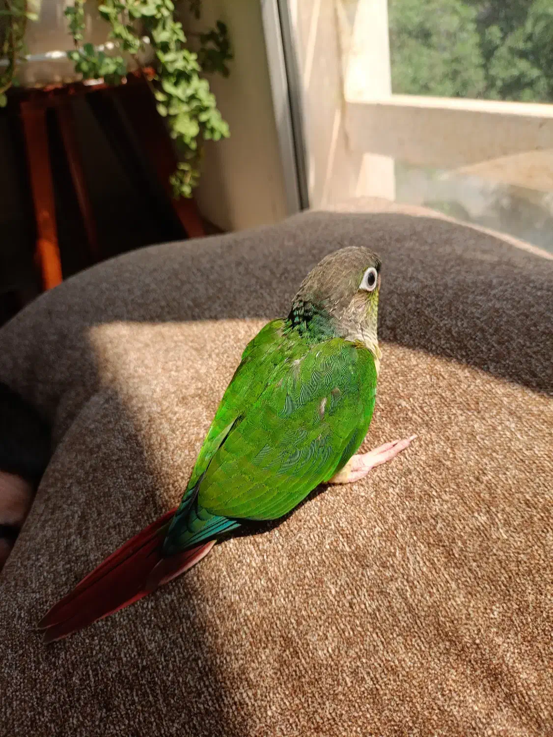 طوطی گرینچک دستی|پرنده|کیش, |دیوار