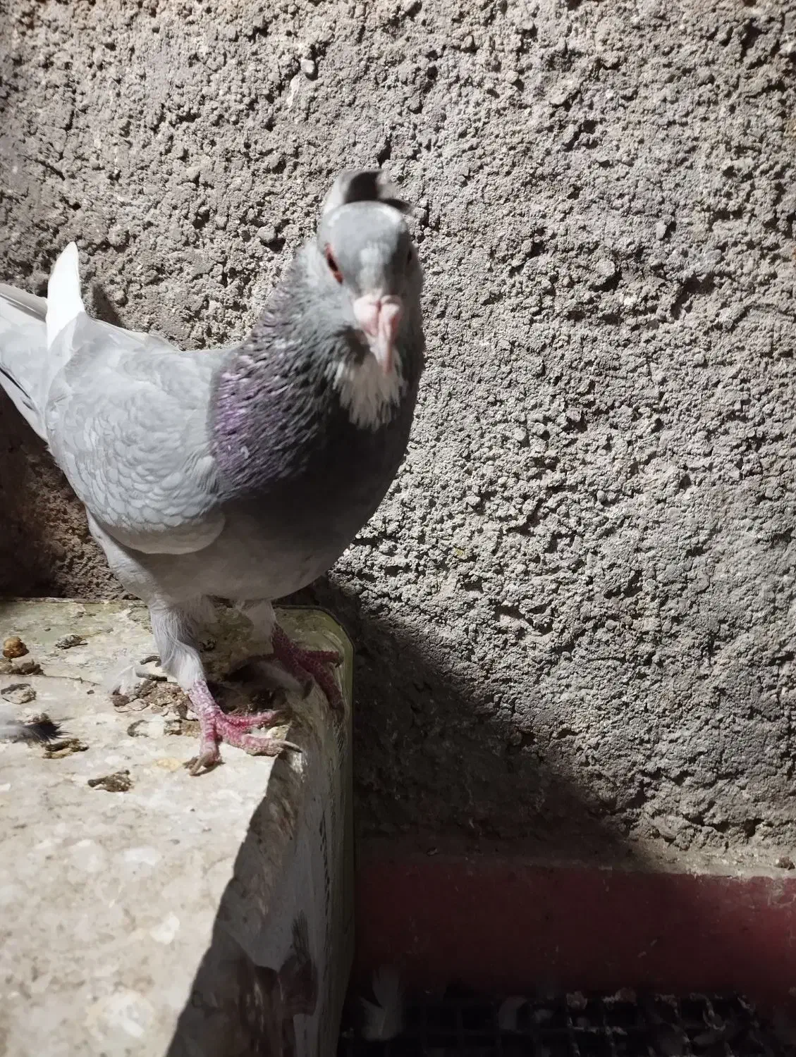 نقره ای پلنگ|پرنده|زرند, |دیوار