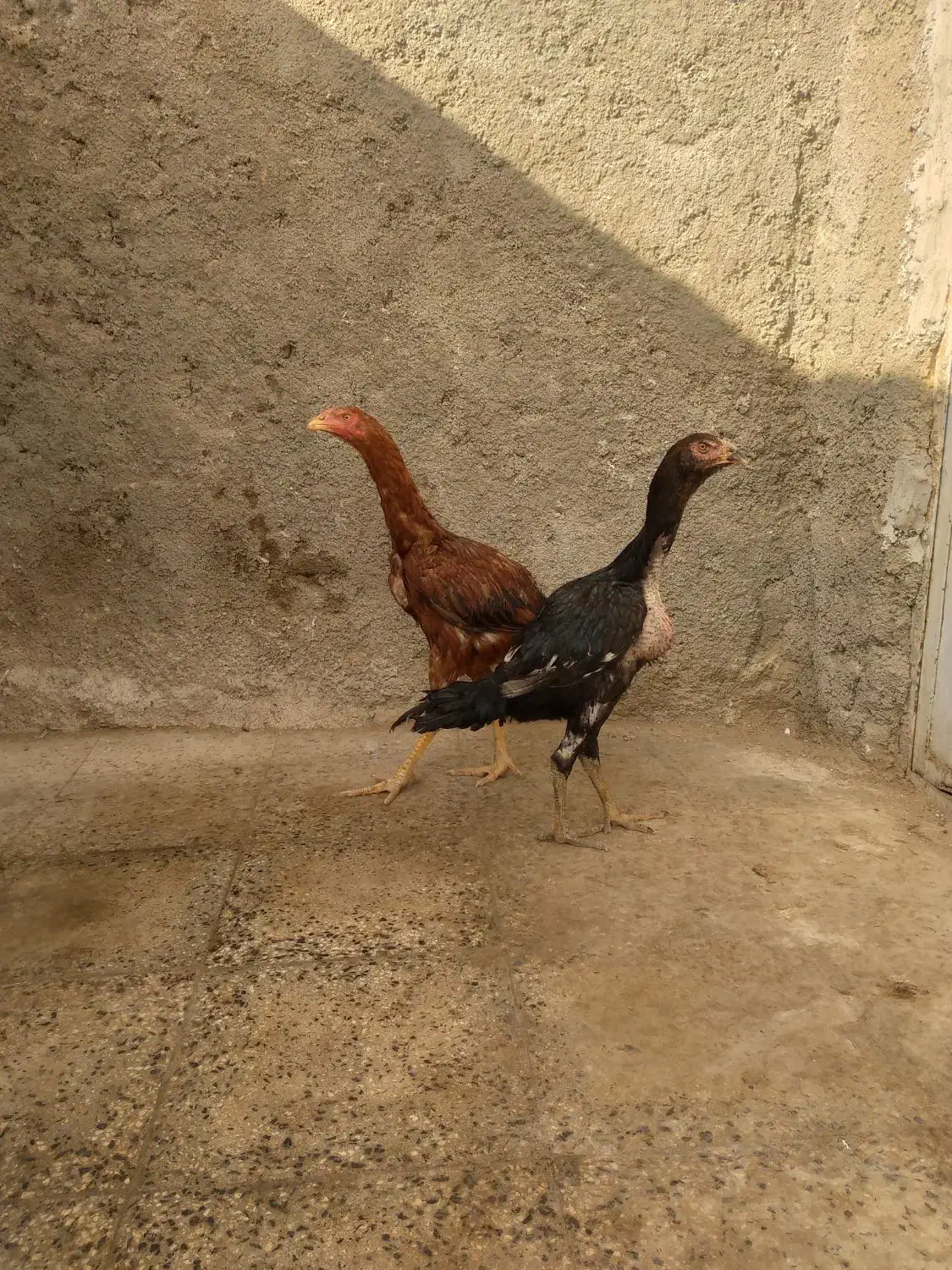 یک جفت مرغ خروس لاری|حیوانات مزرعه|رزن, |دیوار