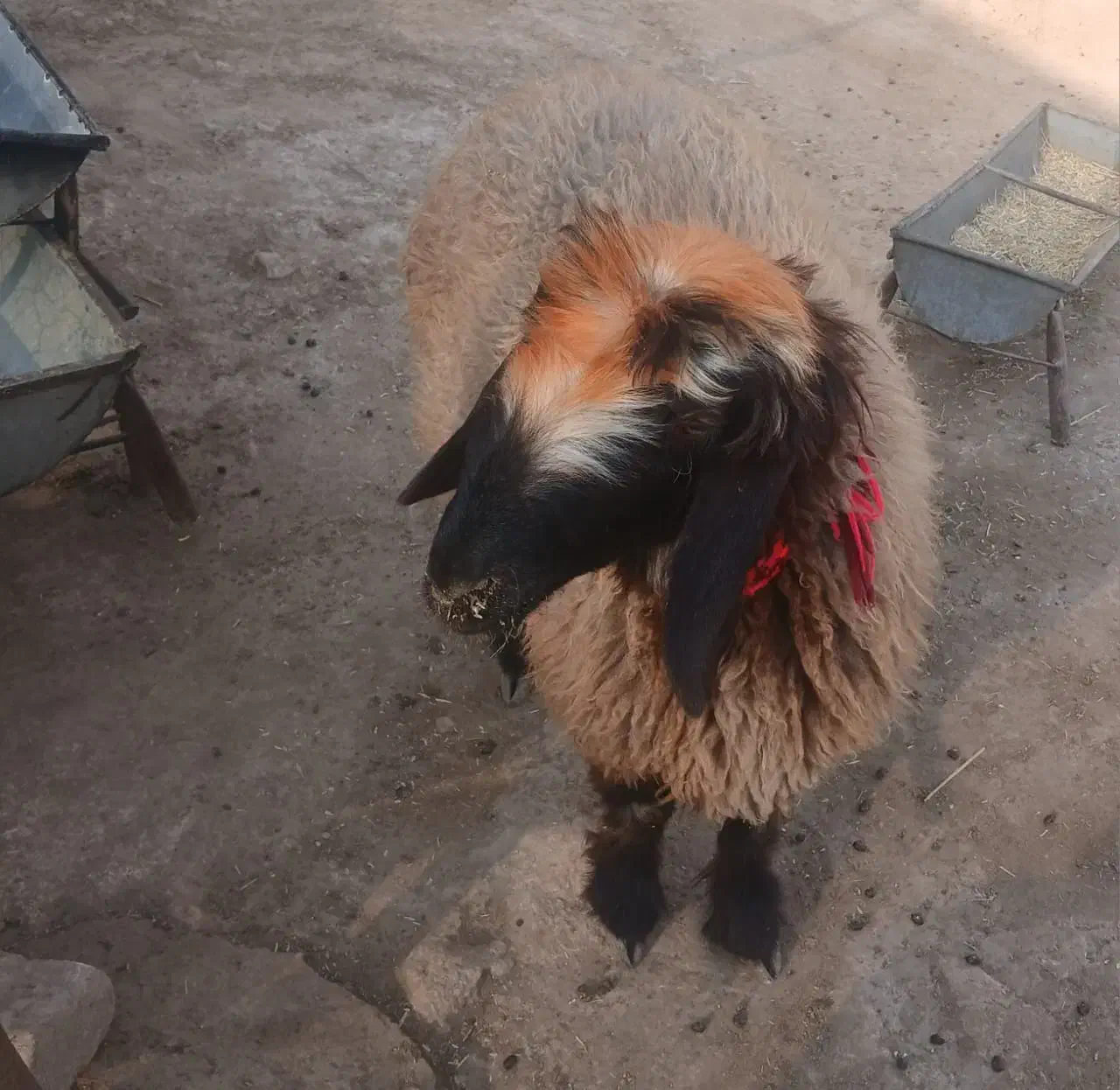 بره چاق|حیوانات مزرعه|مسجد سلیمان, |دیوار