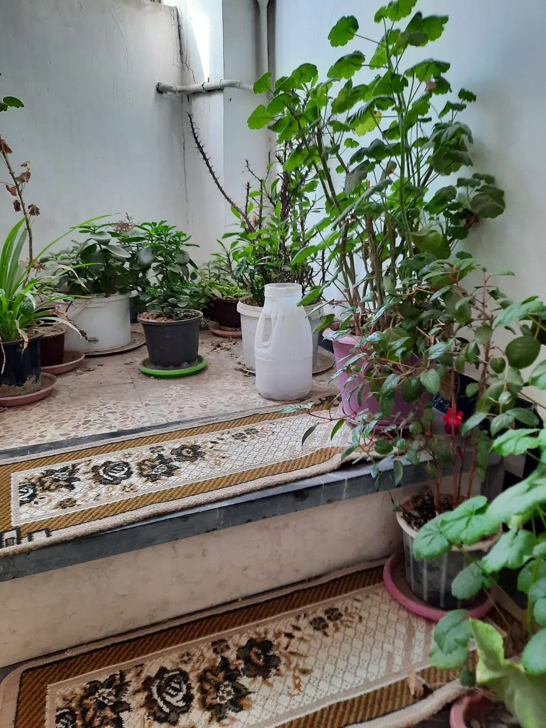 گل و گیاه|گل و گیاه طبیعی|اردبیل, |دیوار