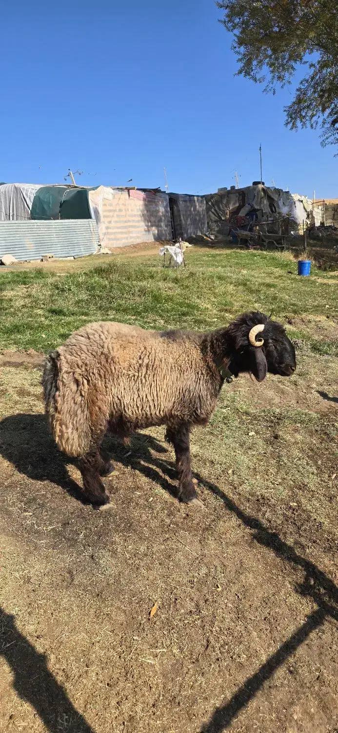 بره|حیوانات مزرعه|چنارود, |دیوار