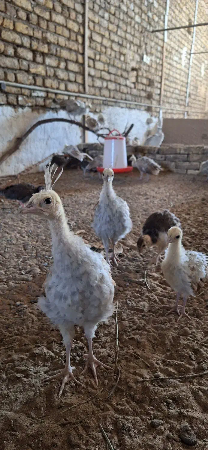 فروش طاووس مصری|پرنده|تهران, والفجر (افسریه)|دیوار