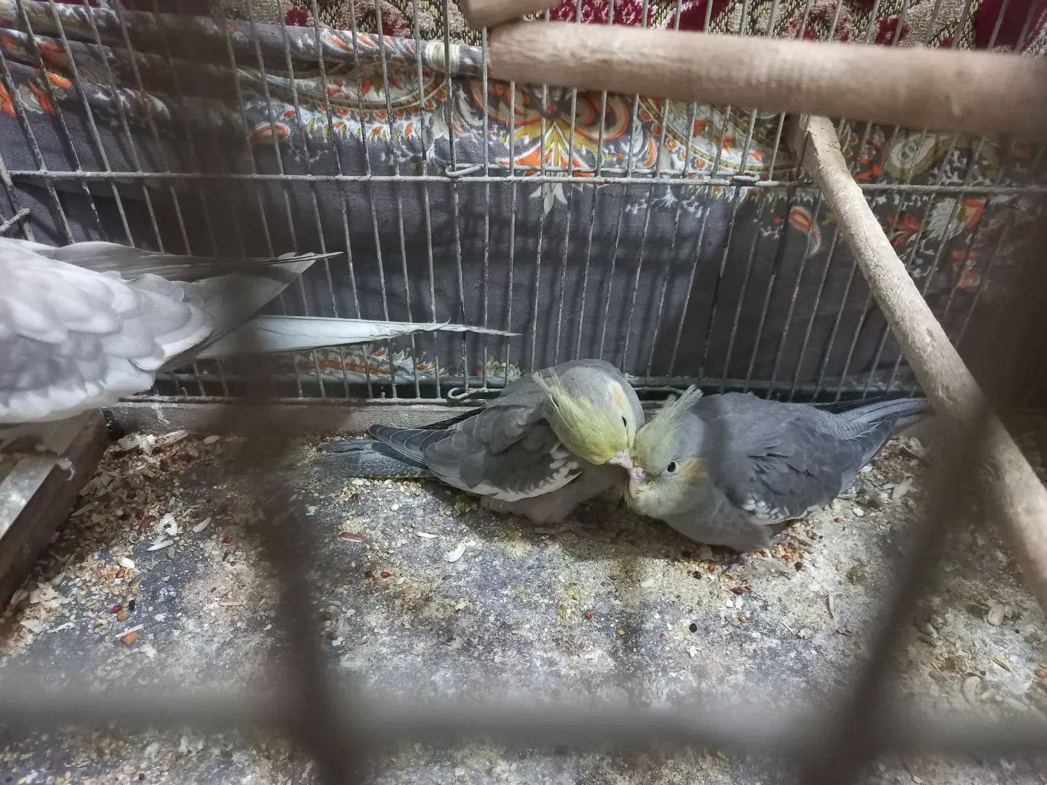 یک جفت عروس هلندی|پرنده|میانه, |دیوار