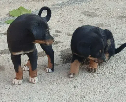 سگ  کبوت ر|سگ|خرم‌آباد, |دیوار