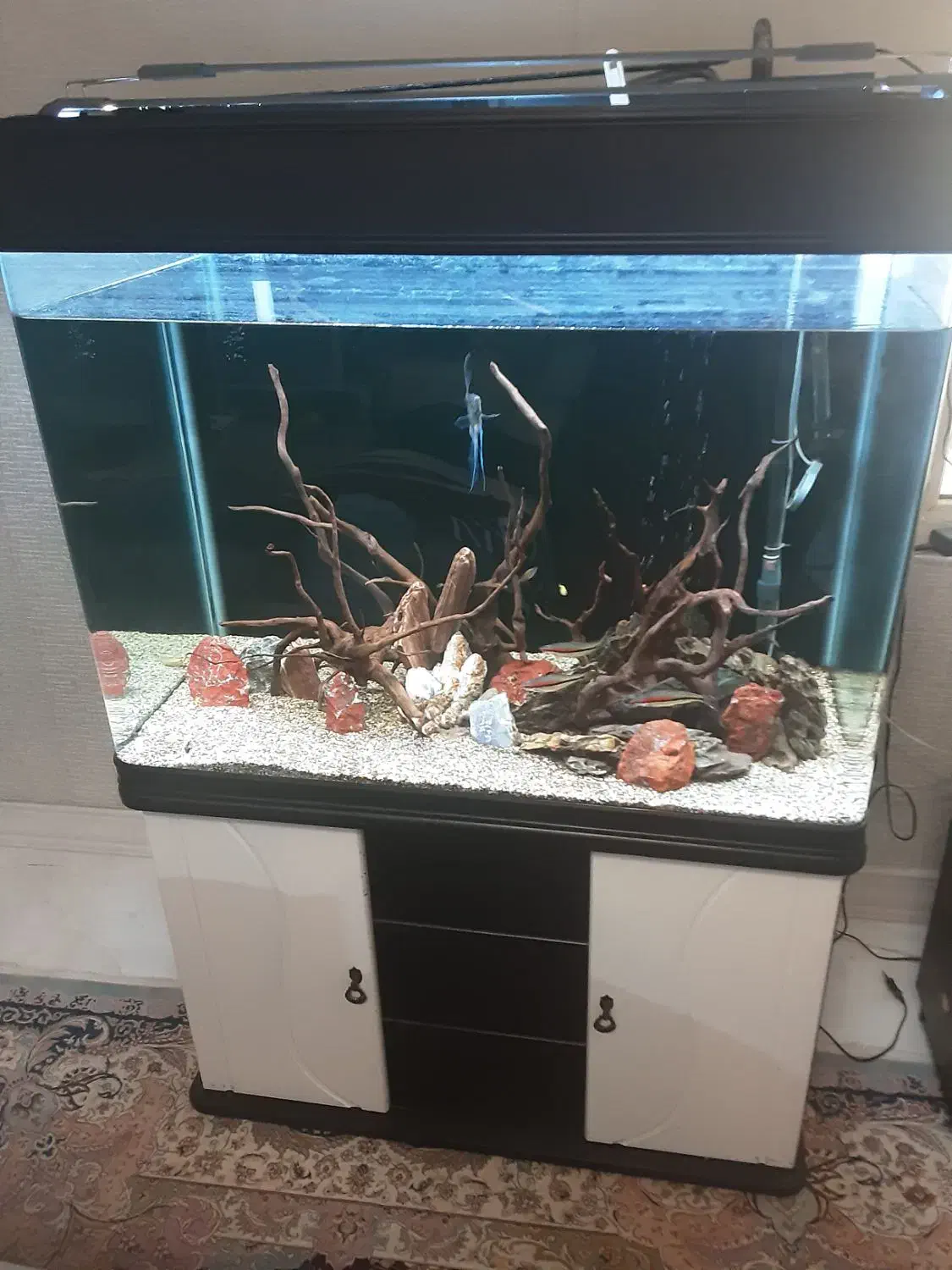 اکواریوم ۴۵۰ لیتری اب شیرین فول لوازم فول مراقبت|ماهی|چمران, |دیوار