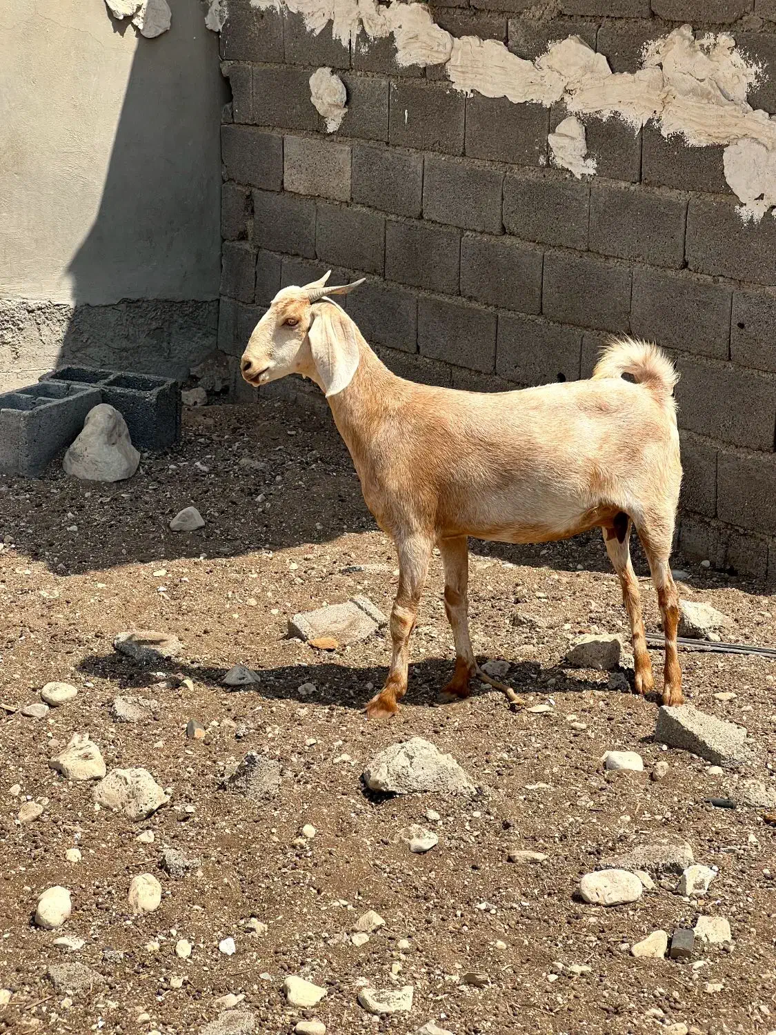 بز جوان|حیوانات مزرعه|بندر دیر, |دیوار