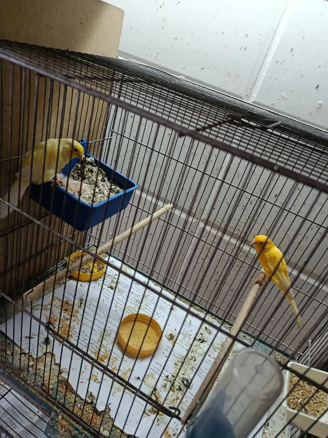 قناری|پرنده|قم, آذر (نکویی)|دیوار