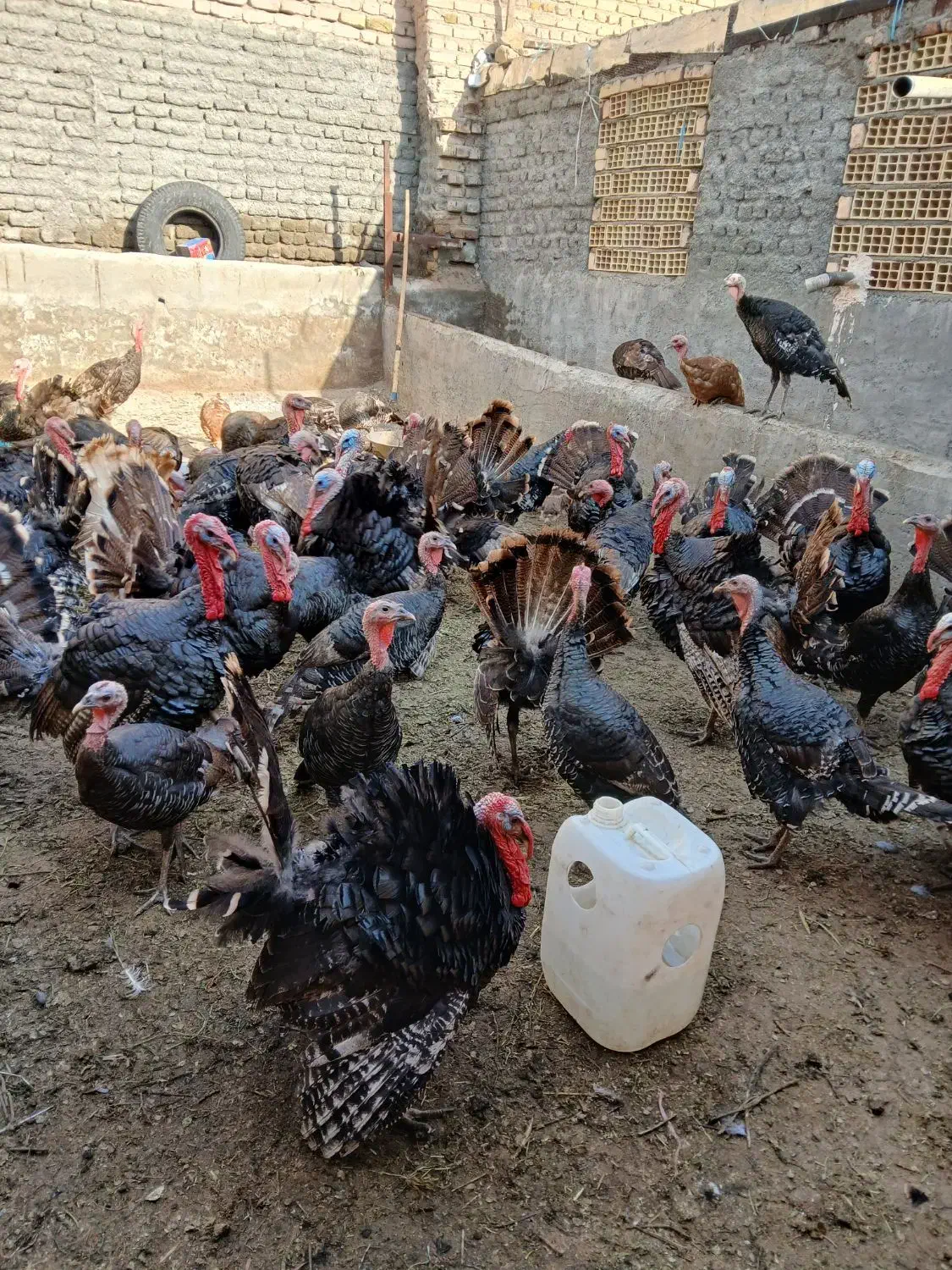 بوقلمون .مرغ و خروس|حیوانات مزرعه|قزوین, |دیوار