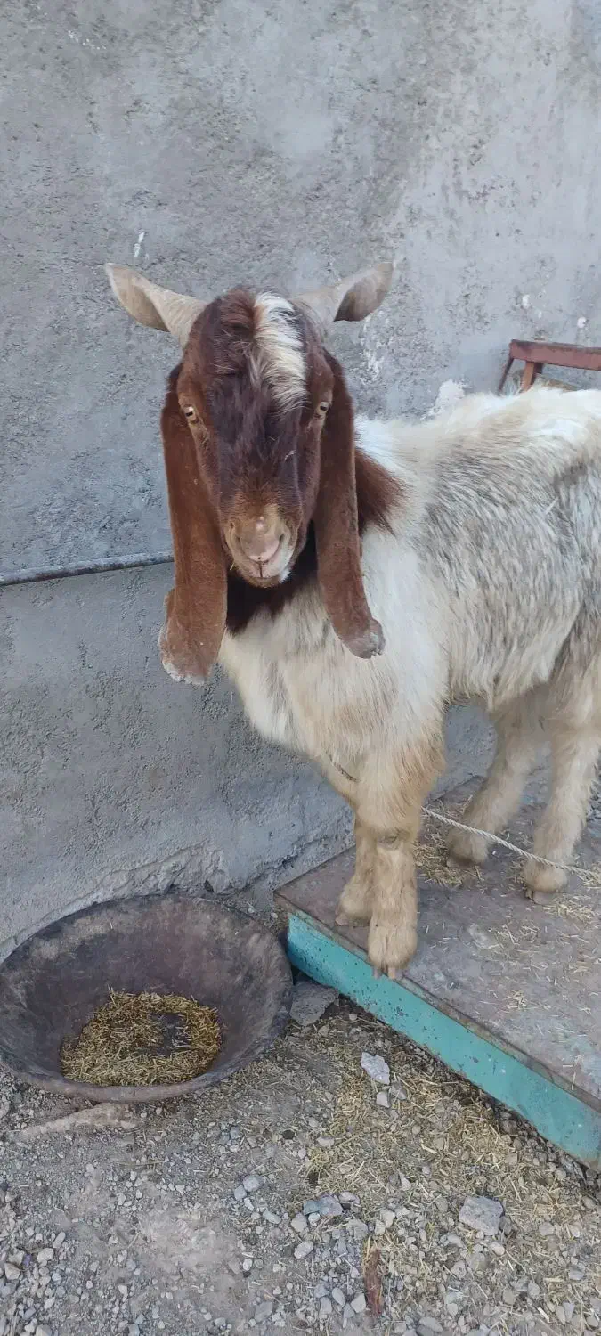 بز تکه نر|حیوانات مزرعه|اردبیل, |دیوار